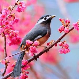 Meet your Posher, Lucero